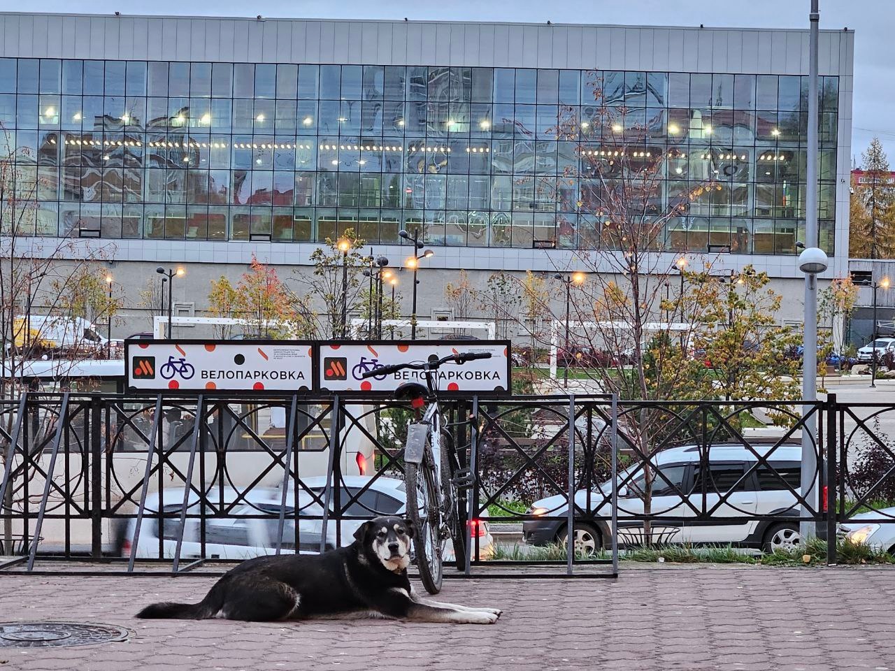 Мэр одного из городов Коми предложил усыплять бездомных собак