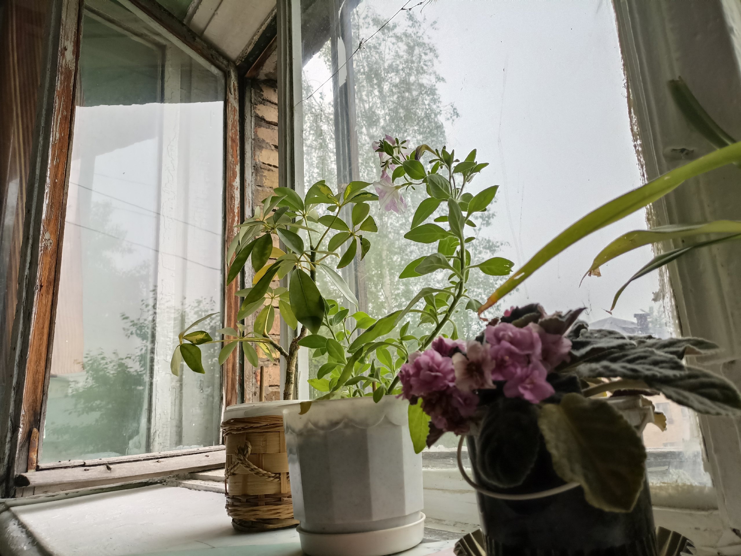 Цветы-вампиры: 10 ядовитых комнатных растений, которые запрещено держать в квартире