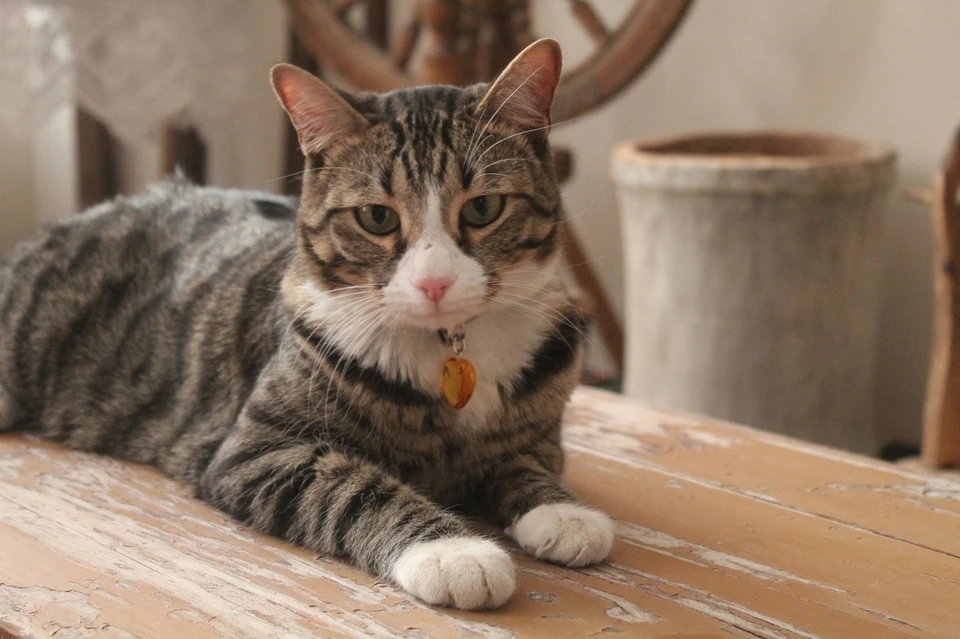 В Коми известный музейный кот Пас пришел на выборы первым, чтобы соблюдать традицию