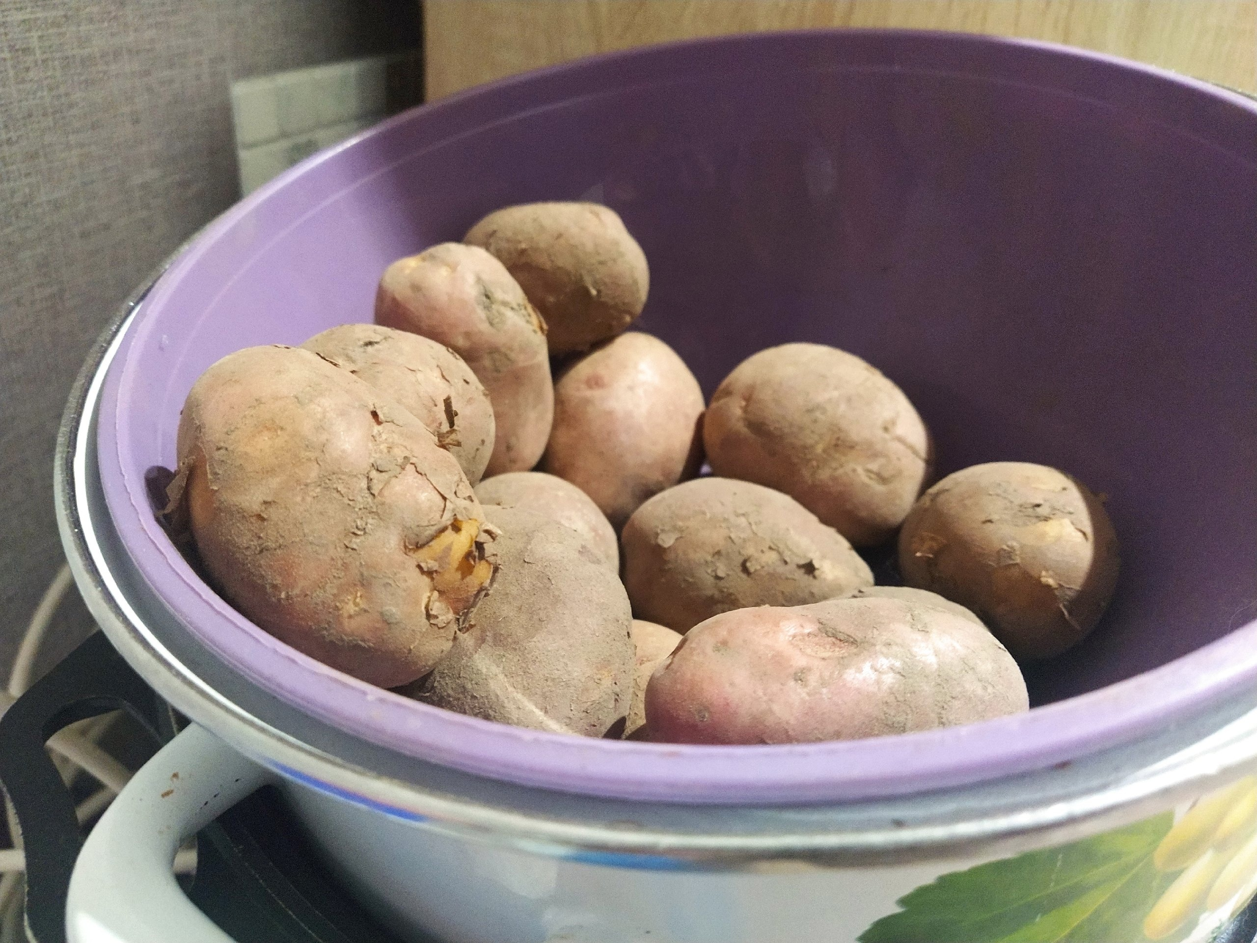 В Республике Коми продолжается работа по выведению "арктического картофеля"