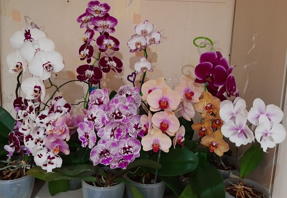 Орхидея цветет пышными бутонами целый год - всего 1 хитрость во время полива