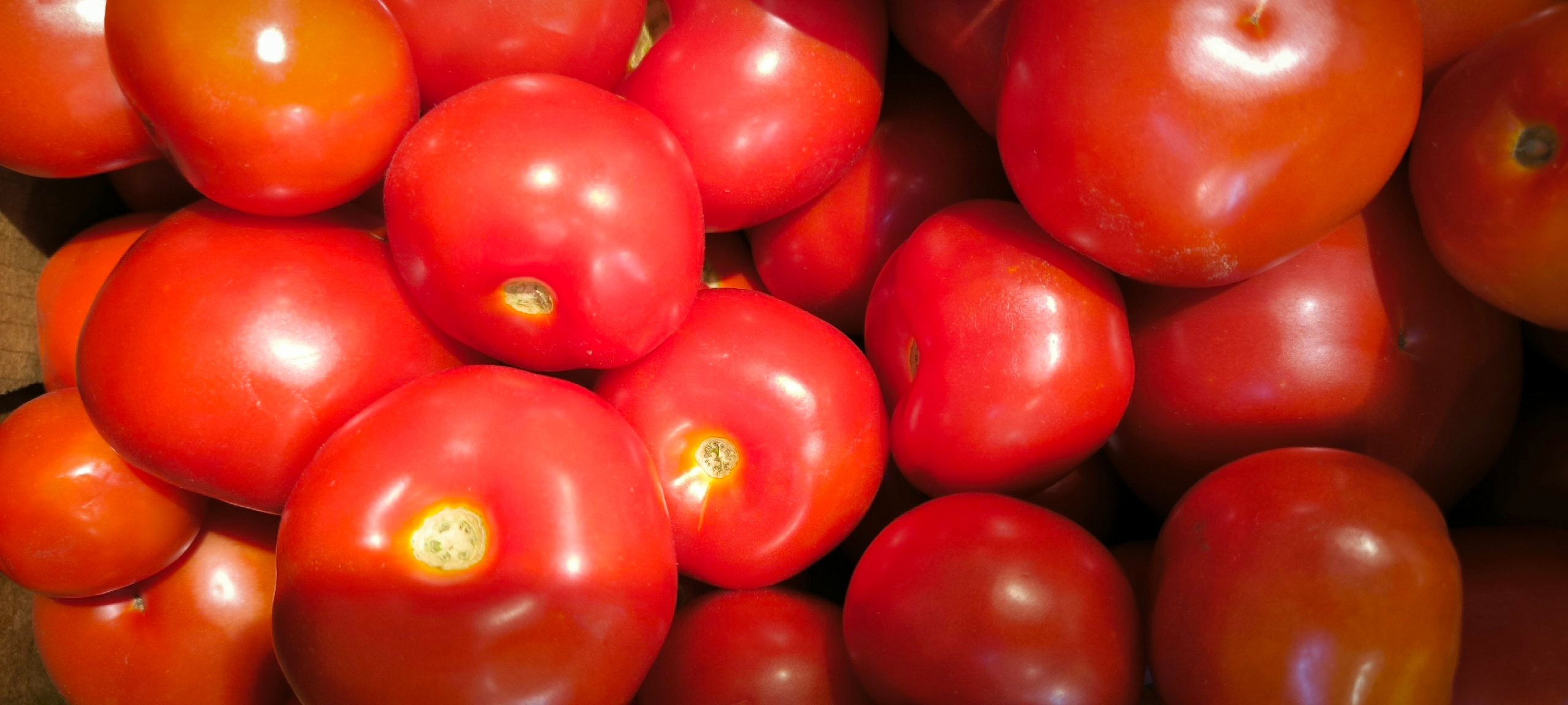 Всего несколько раз так польете помидоры, и кусты томатов на максимум заполонят грядки
