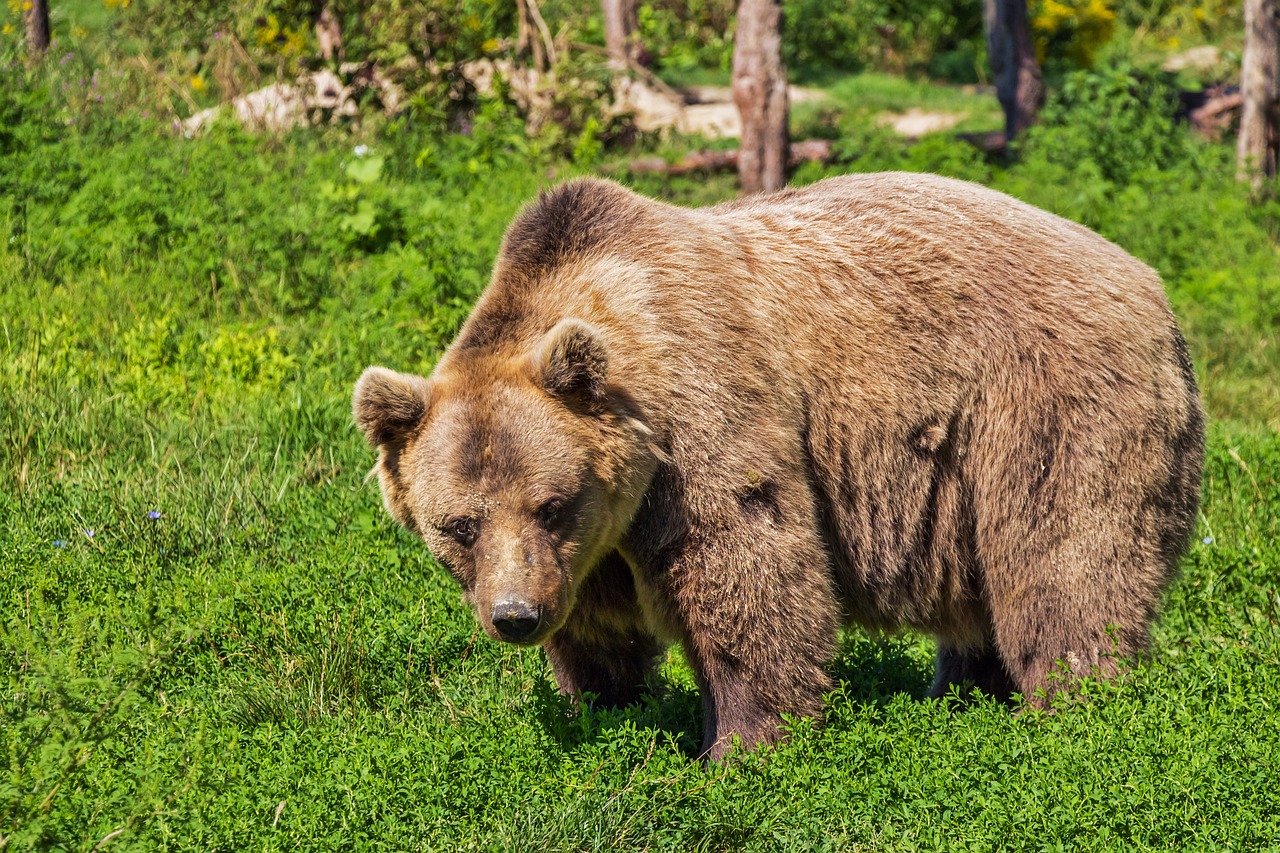 Жительница Коми на дороге в Вуктыл увидела семейство медведей
