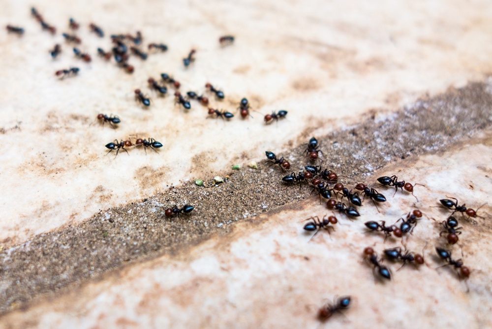 Одна ночь — и муравьев с тлей сдует: потребуется всего 100 граммов этого средства