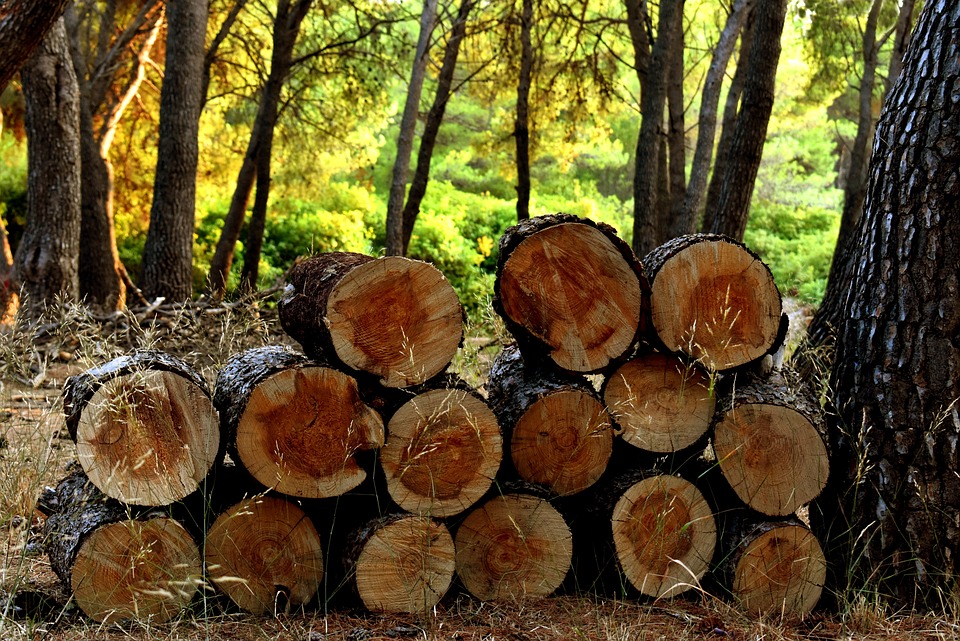 В Коми станет проще заготавливать древесину для жителей сел