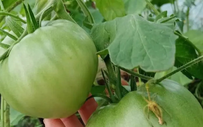 Чудо-удобрение для помидоров, перцев и огурцов: подкормите и удивитесь мгновенному результату