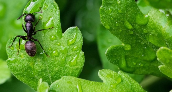 Биолог назвал простые способы борьбы с муравьями на участках