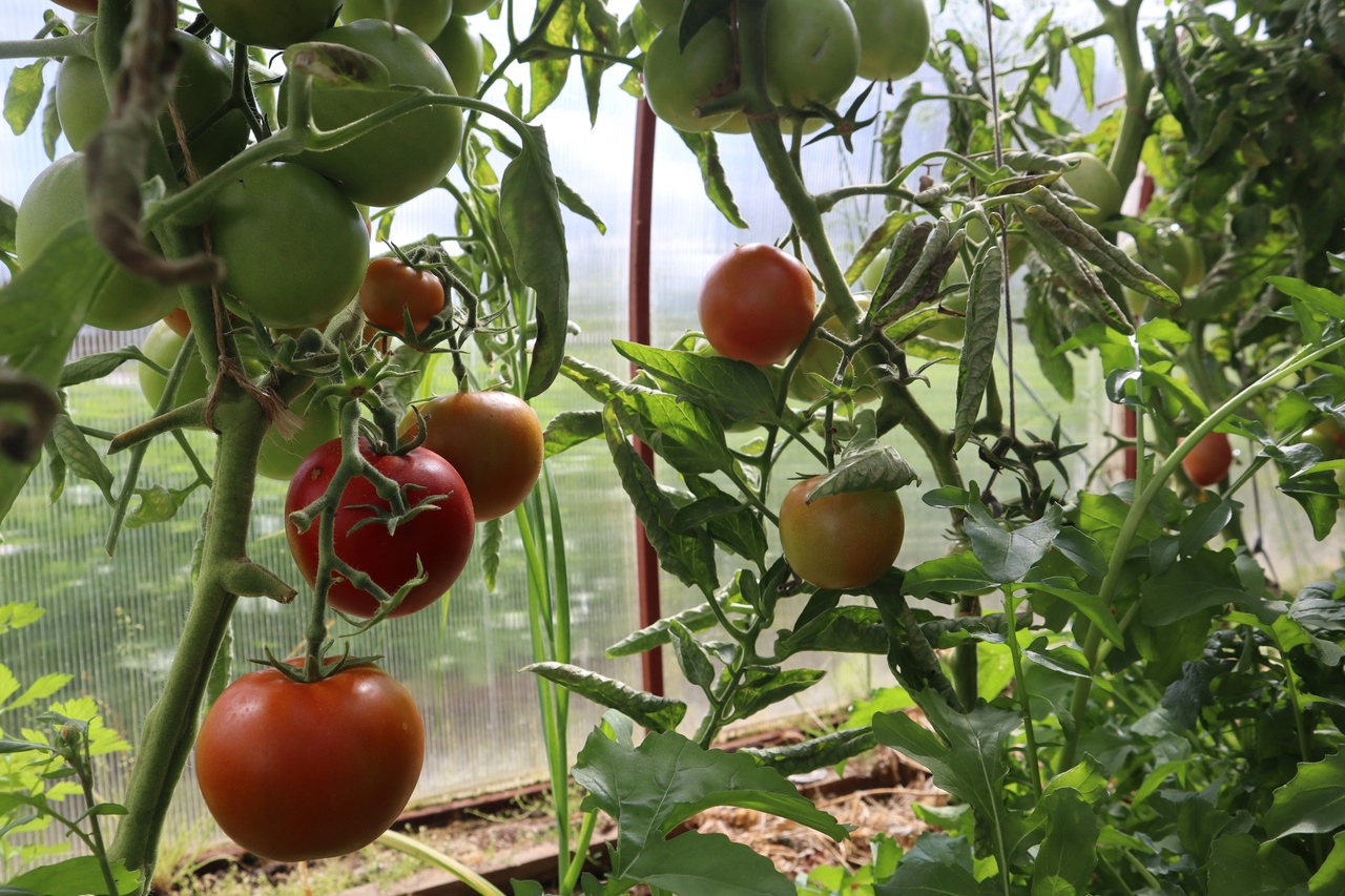 Просто добавьте 7 капель и томаты сразу идут в рост – урожая на грядках в 2 раза больше