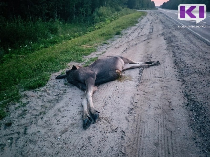 В Коми на трассе Сыктывкар-Ухта микроавтобус столкнулся с лосем