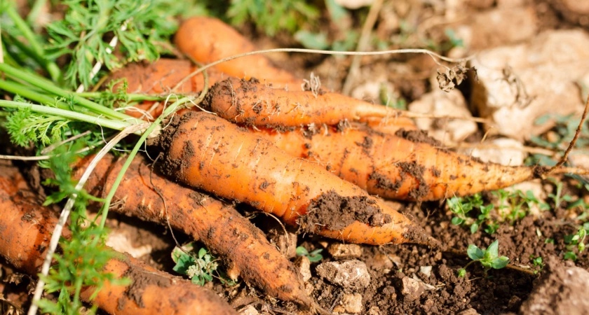 Морковь сразу пойдёт в рост: в начале июля полейте грядку этим раствором — первый шаг к  урожаю