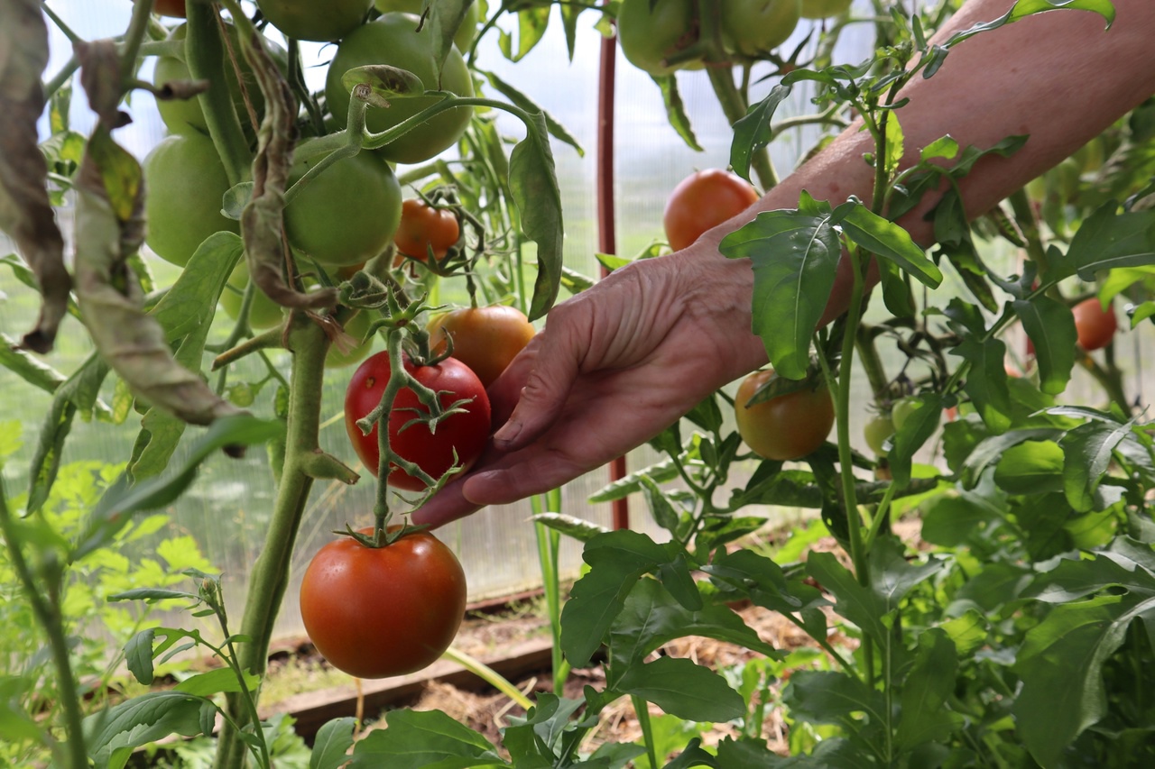 Делаю это — и не успеваю собирать урожай: созревание помидоров становится молниеносным — даже без подкормки