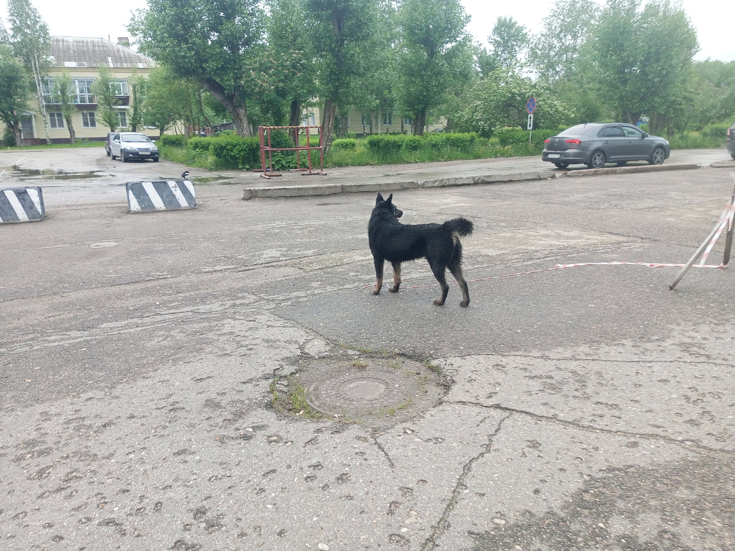 В Коми жители жалуются на увеличивающееся количество безнадзорных собак