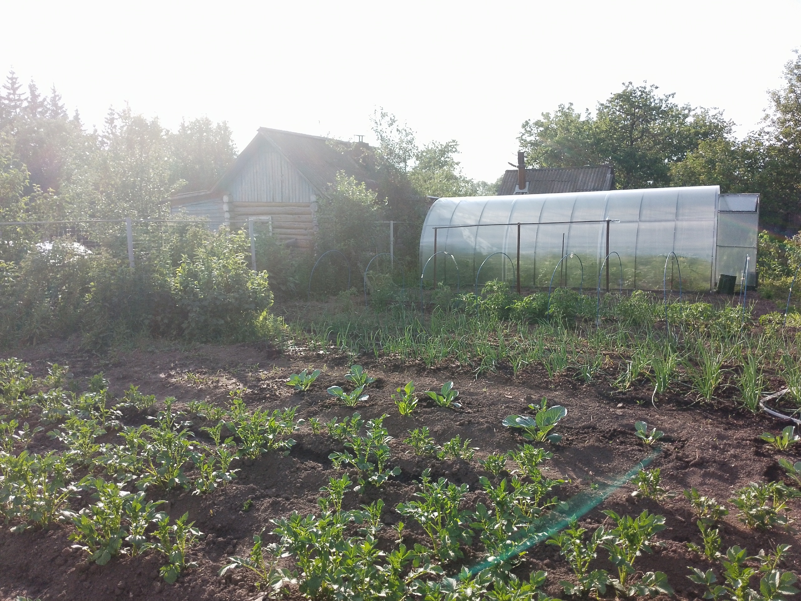 Лучше сидератов и навоза: В сентябре добавляю это в почву — и даже самая тяжелая земля становится пышной и плодородной