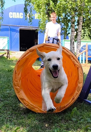 В Коми собаки-спасатели разыскивают пропавших в лесу и учат детей заботе о животных