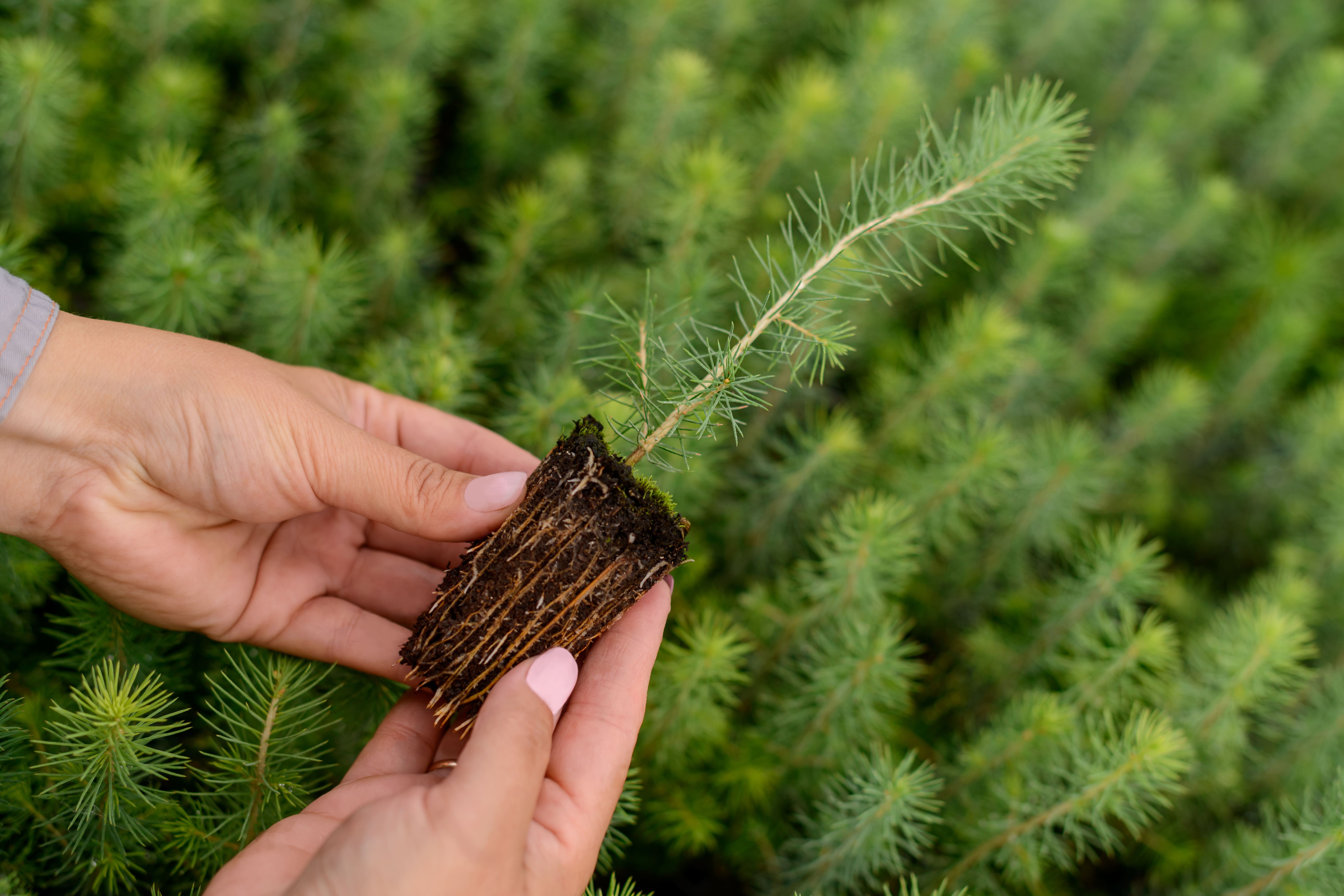 Сыктывкарский ЛПК успешно прошел аудит лесной сертификации по системе НСЛС