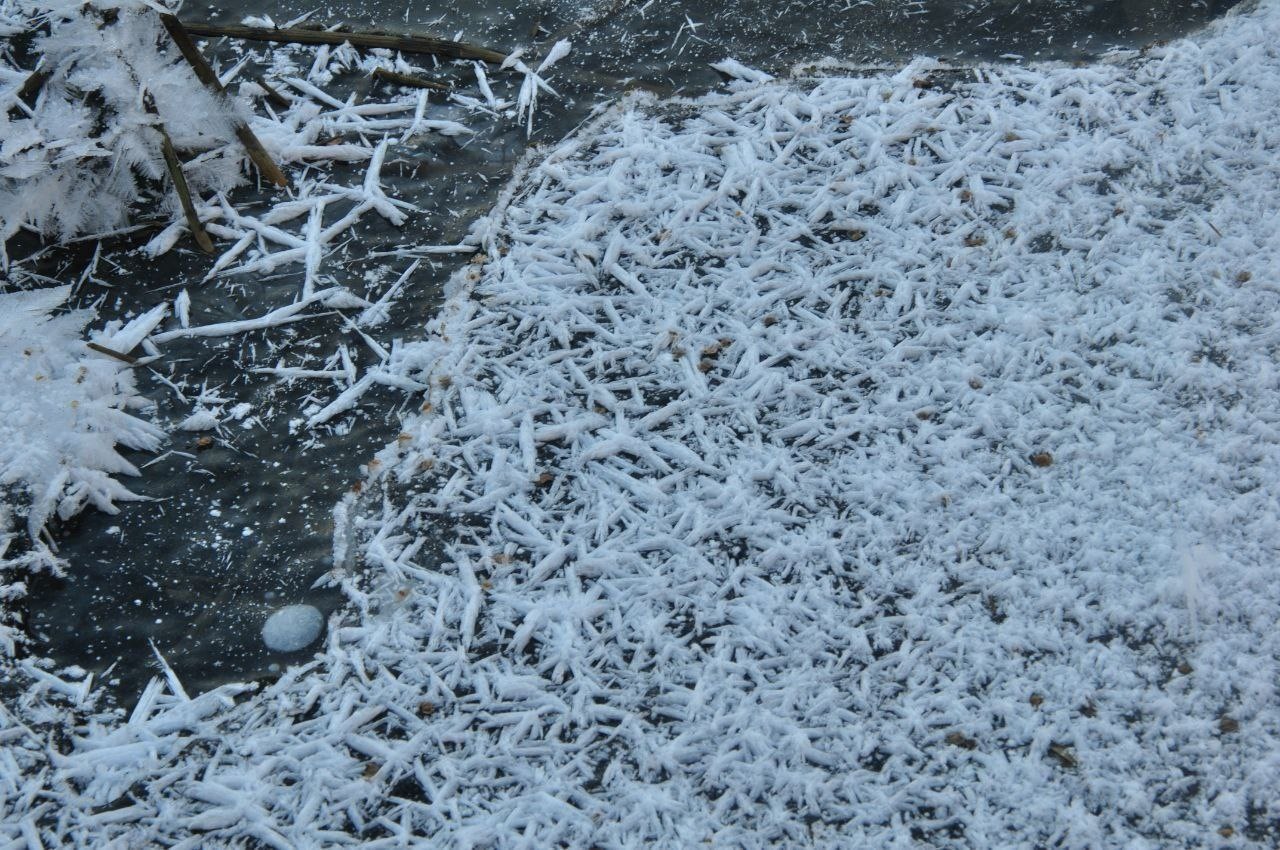 Сыктывкарцы восхищаются ледяными цветами: редкое природное явление украсило окрестности города