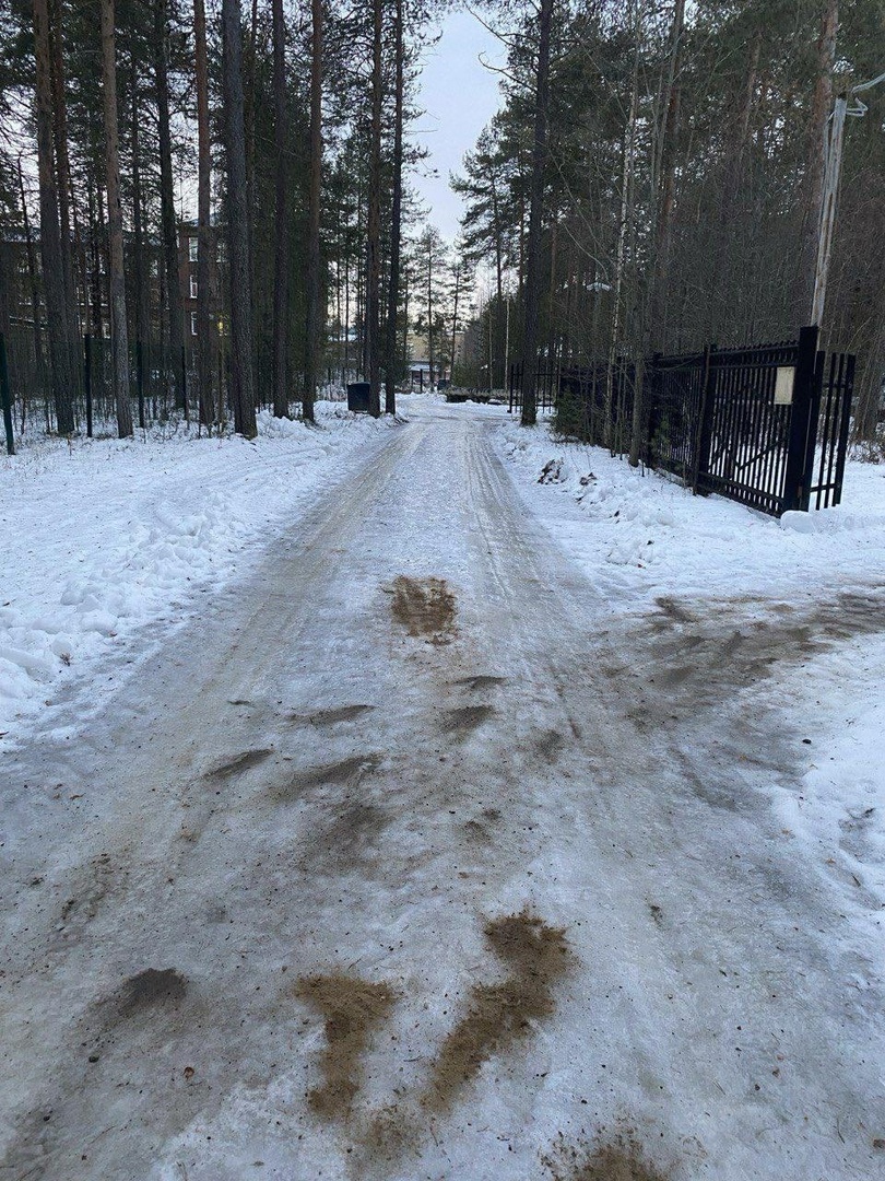 Пешеходные дорожки в Сыктывкаре посыпают выборочно, что приводит к травмам