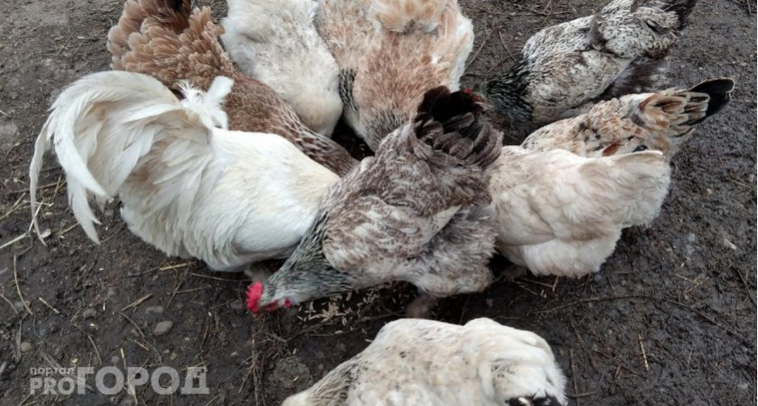 Поставьте в угол курятника — несушки завалят яйцами даже в морозы: продуктивность повысит простой и дешевый продукт