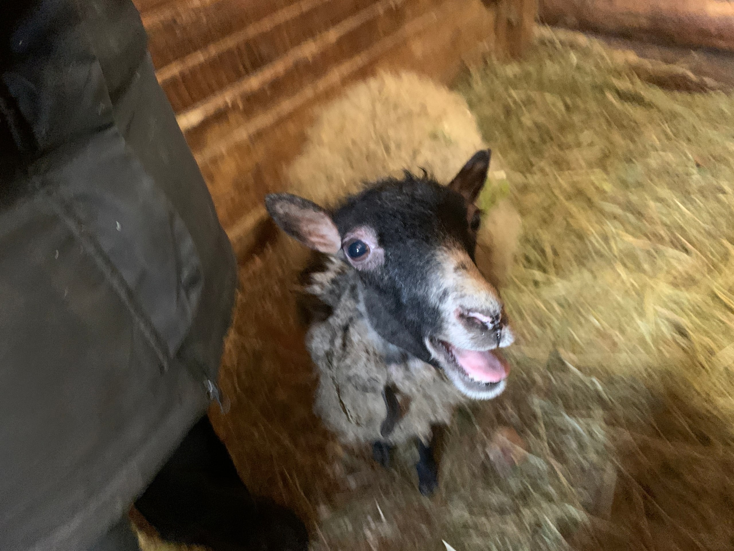 Коми наращивает производство валенок из узбекской шерсти