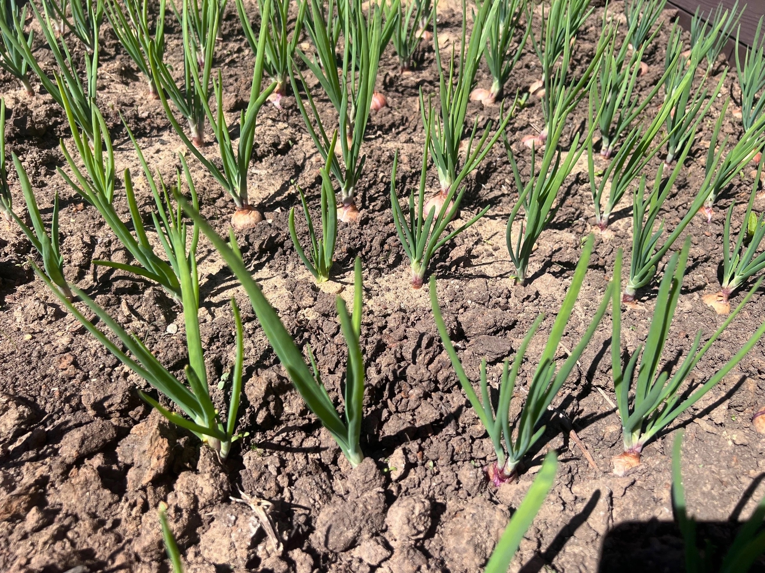 Секрет урожая лука: как обычная пищевая сода сделает ваш огород идеальным