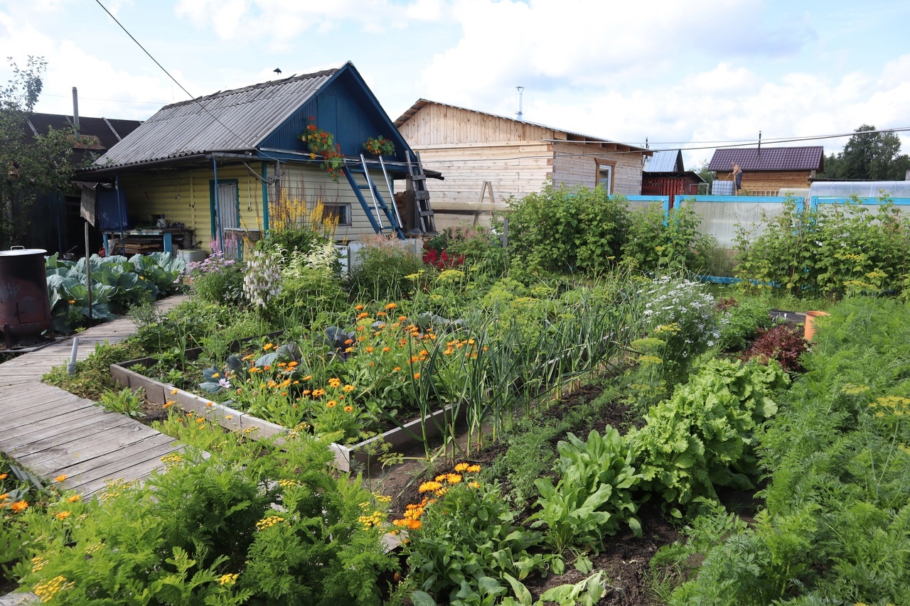 3 горсти под перекопку – и даже "чугунная" почва станет легче пушинки: совет бывалого овощевода