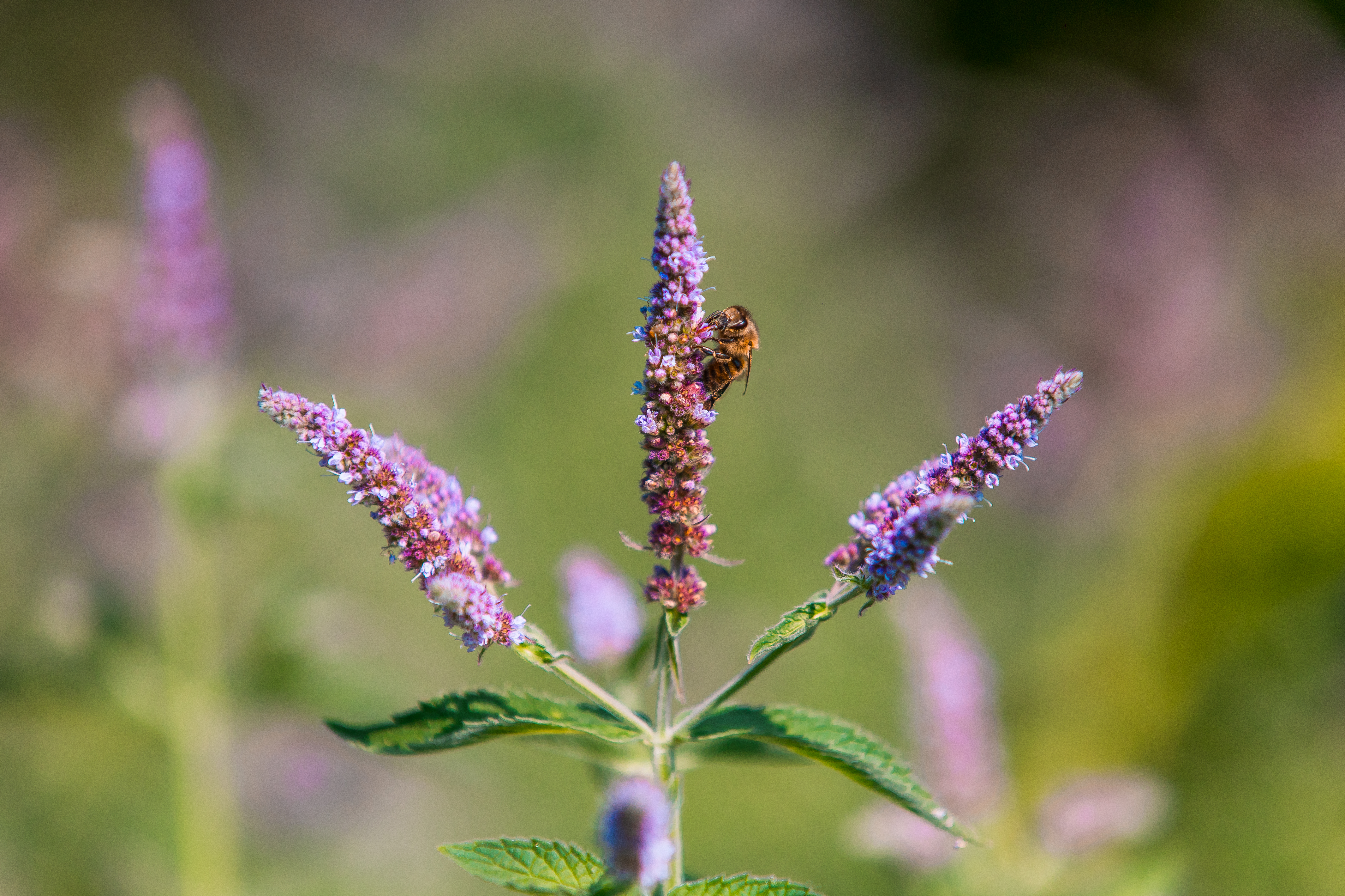 На сирень даже не смотрите: этот чудесный кустарник-многолетник — раскинется до 3 метров, еще и цветет до зимы