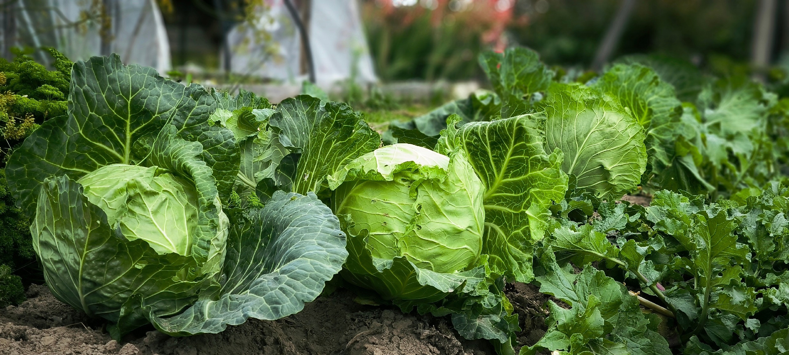 Подруга научила очень тонко и быстро шинковать капусту без ножа и блендера: даже и не догадывалась, что это так просто