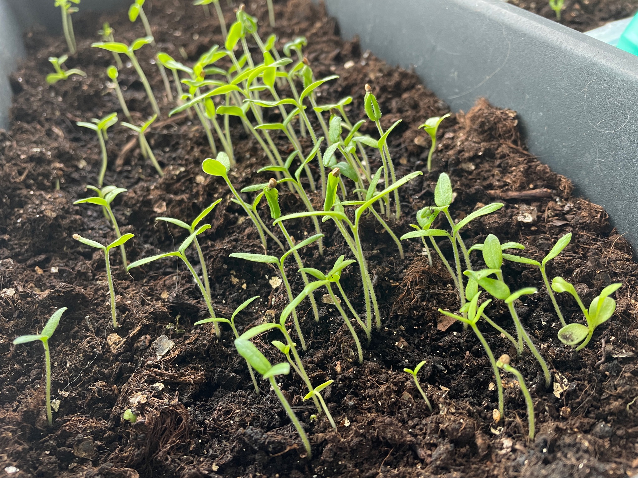 2 капли под корешок – и вытянутая рассада попрет щеткой: перцы и томаты стартуют как чемпионы