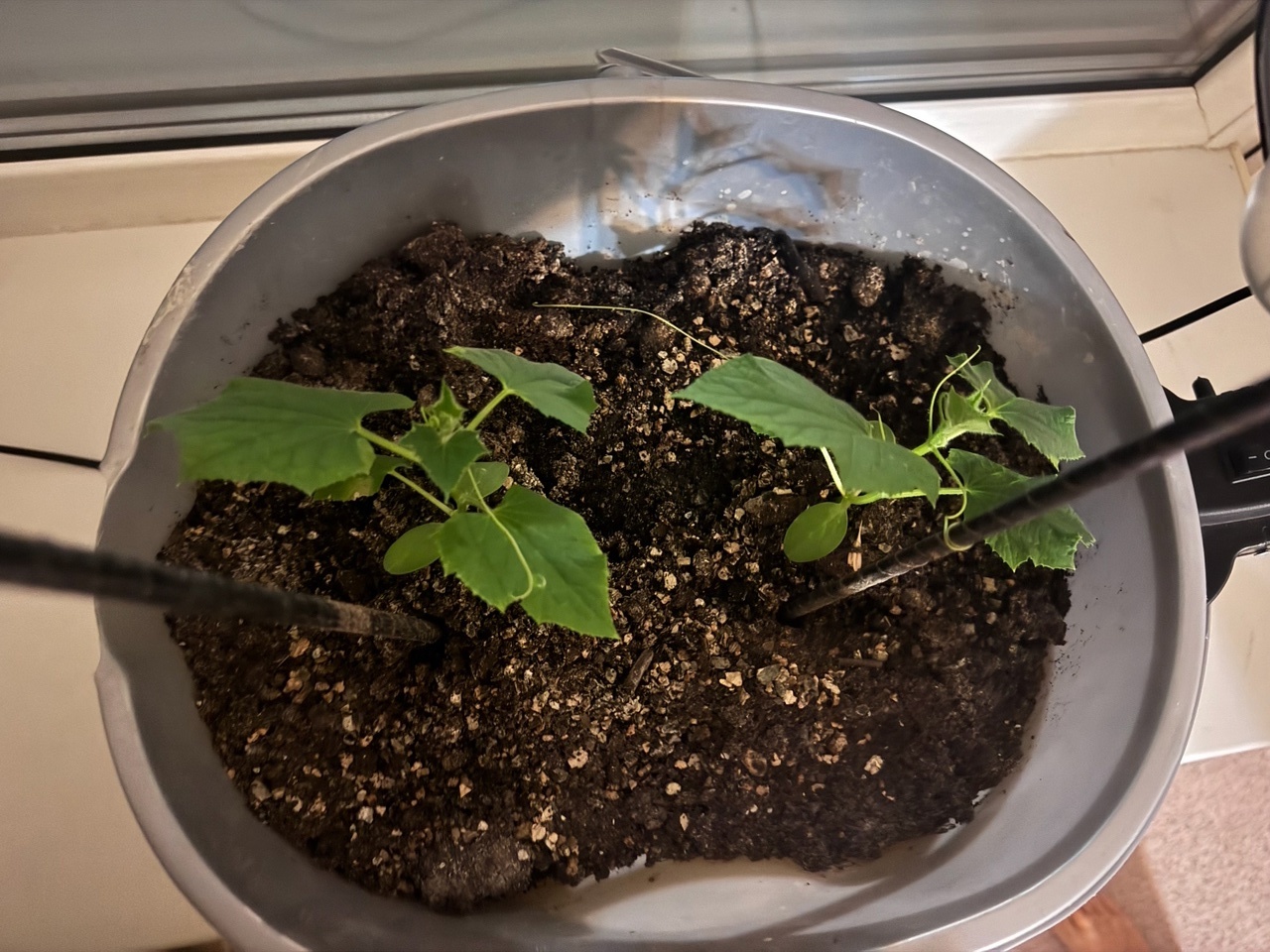 Разбавляем 50 мл водой и добавляем 1 таблетку — рассада прет как щетка: крепче молодых дубков