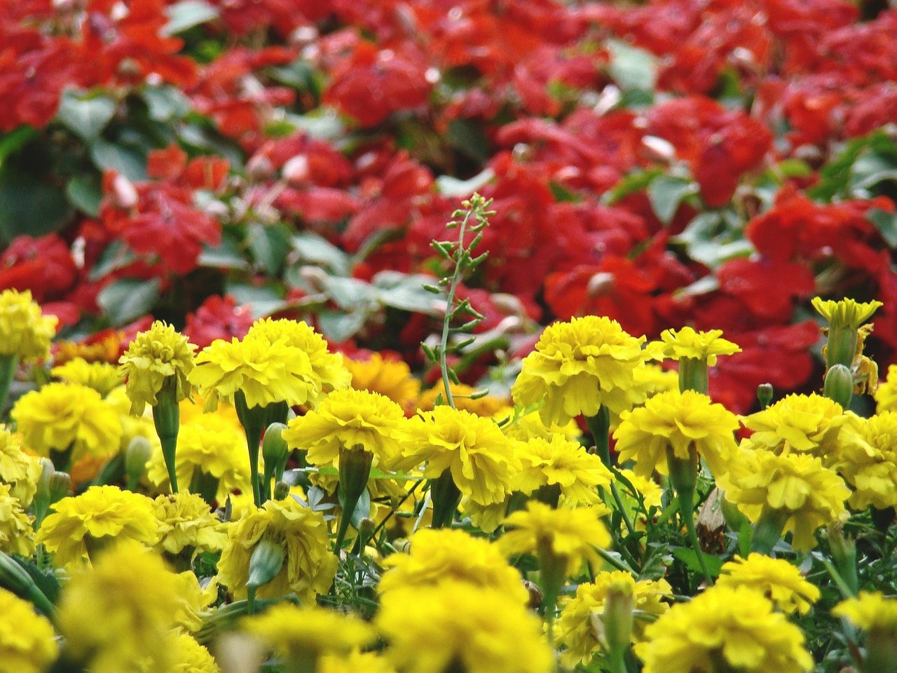 Растут сами по себе – многолетний цветник для ленивых: идеальное решение для вашего сада