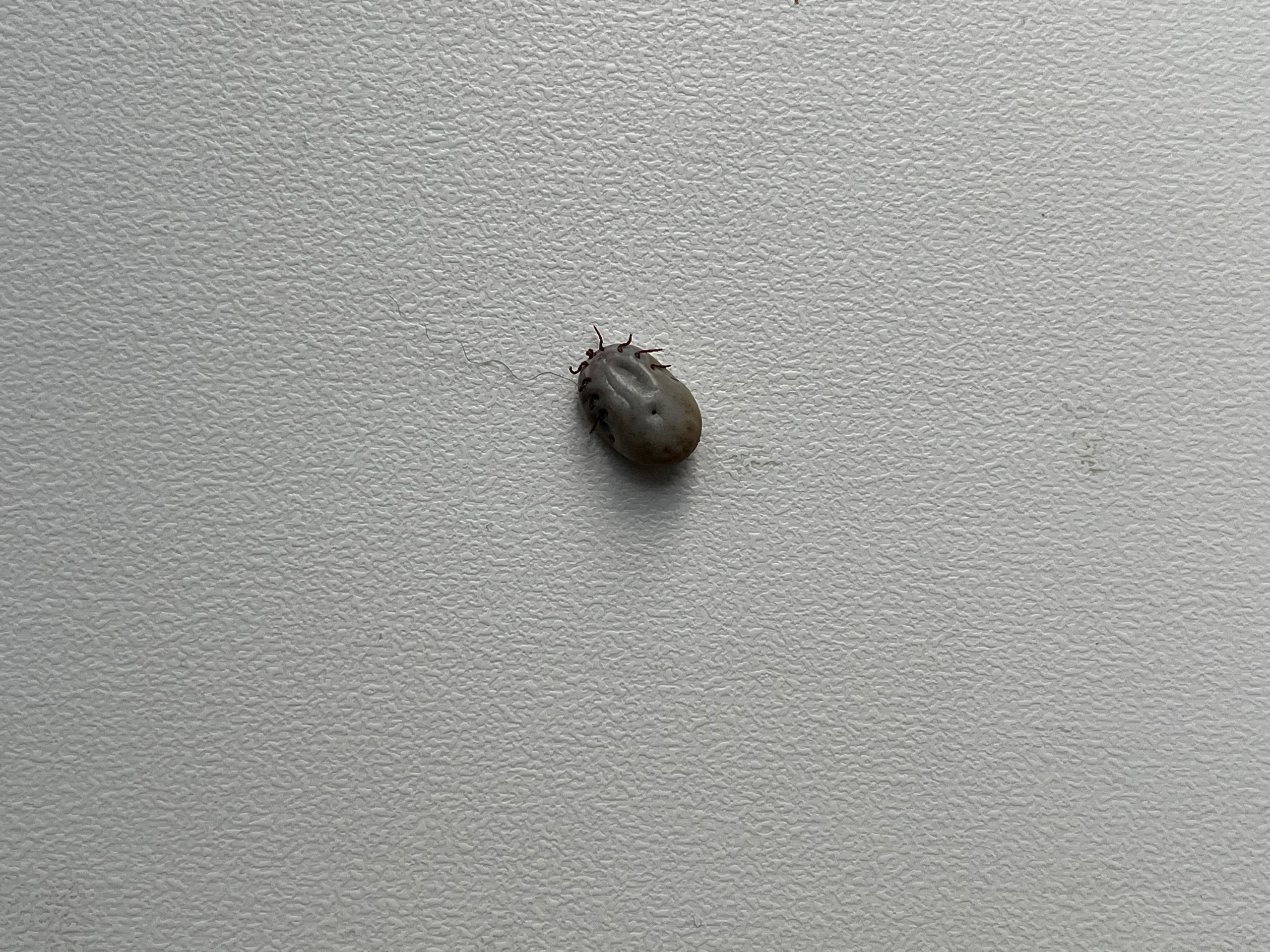 В Сыктывкаре от клещей обработают 39 участков