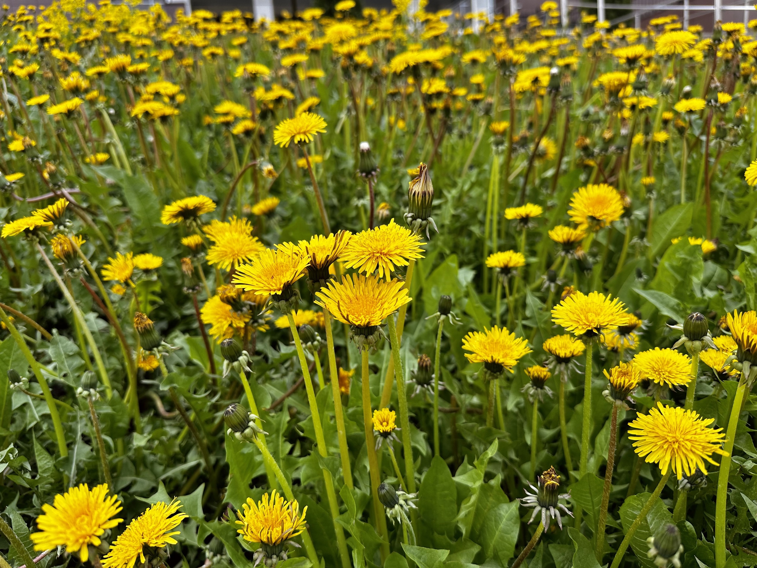 Лето пришло в Коми: синоптики обещают потепление до +17 градусов 21 мая