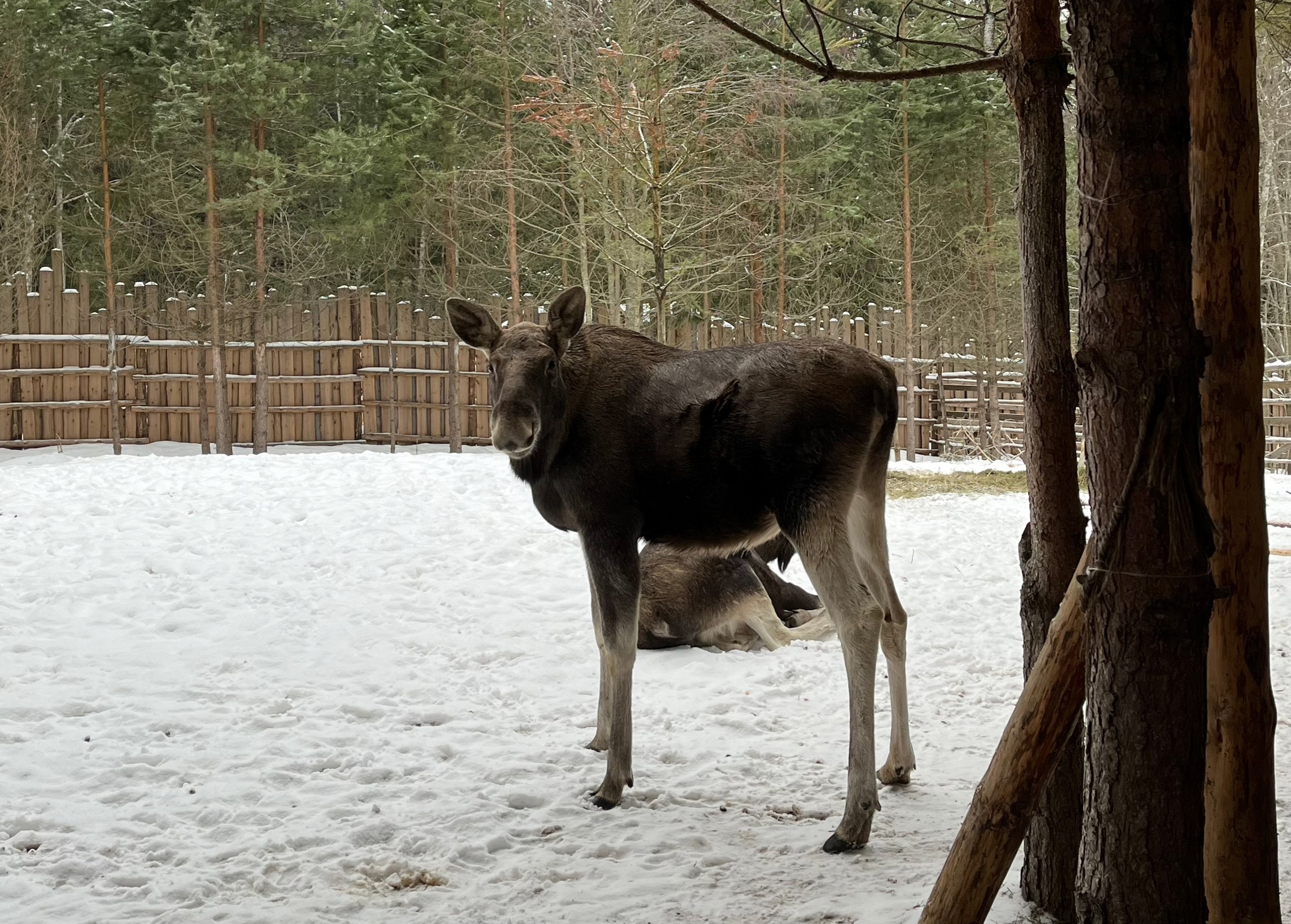 В Коми спасают осиротевшего лосенка: нужна помощь в перевозке на ферму