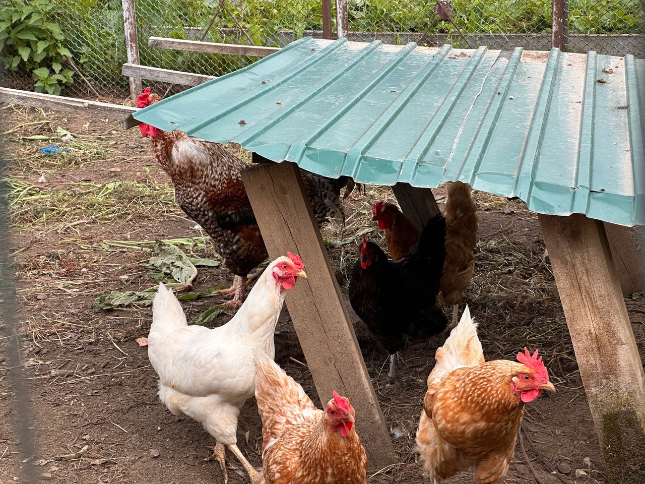 Алопеция в прошлом – спасаем кур-несушек от облысения: 3 приема для здоровой птицы