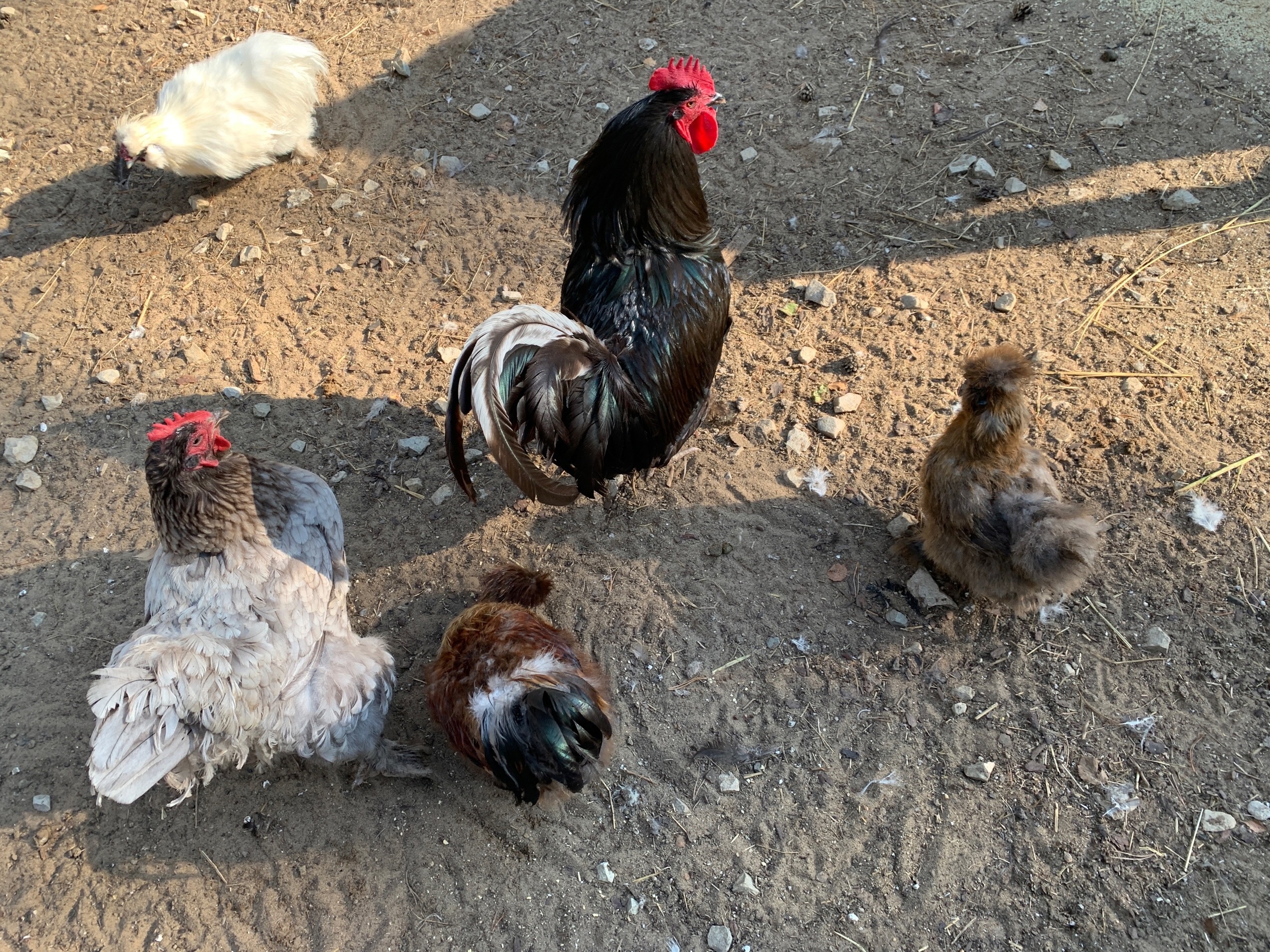 Вши с кур убегут "сверкая пятками": закидываем 3 ветки в курятник — и несушки никогда не облысеют