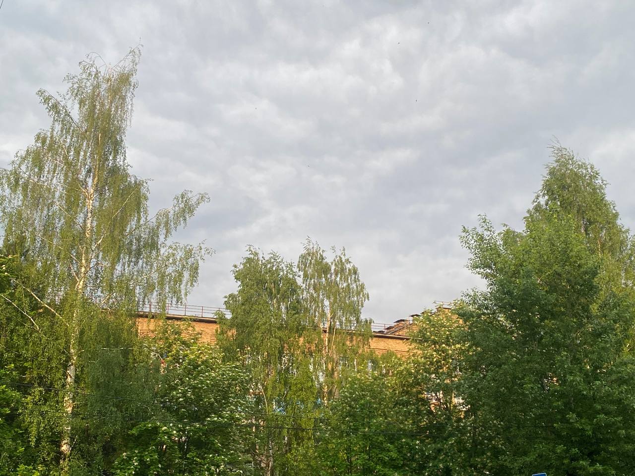 Коми готовится к прохладному 13 июня, но практически без дождей 