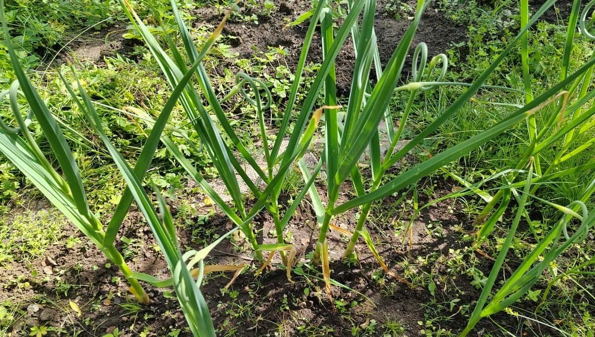 Чеснок просто обожает это популярное удобрение, особенно в июне