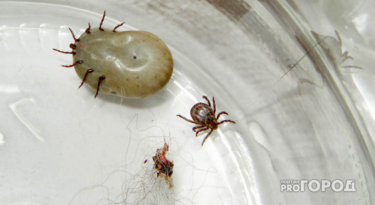 Клещи ненавидят этот запах: стоит всего 45 рублей, а защищает в сто раз лучше магазинного аэрозоля