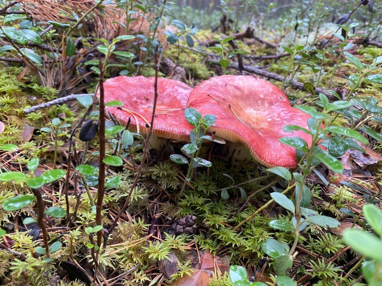 Ученые назвали самый полезный гриб: не шампиньоны, не вешенки и в несколько раз полезнее лисичек