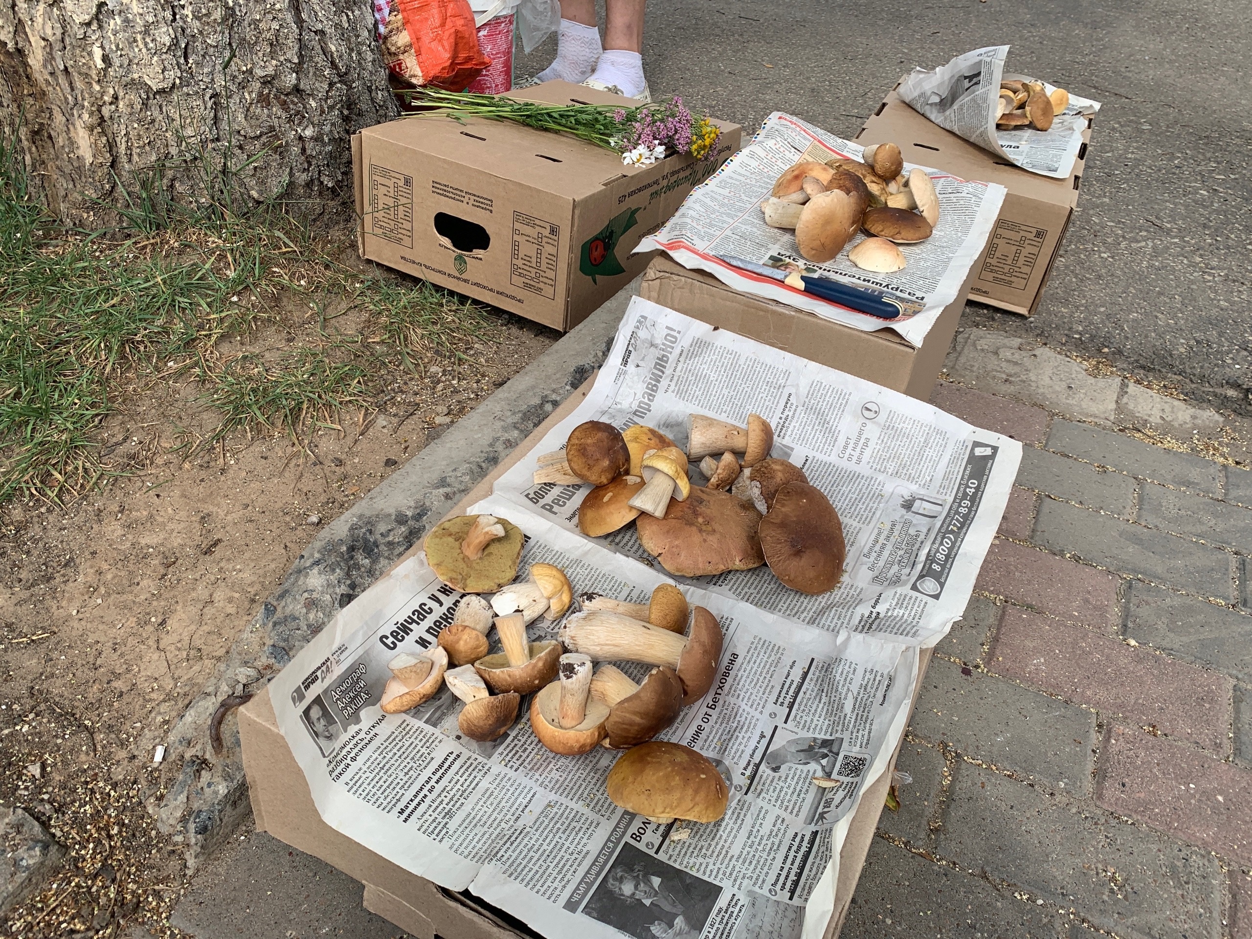 Опасность в Кастрюле: Какие Съедобные Грибы Не Стоит Использовать Для Супа