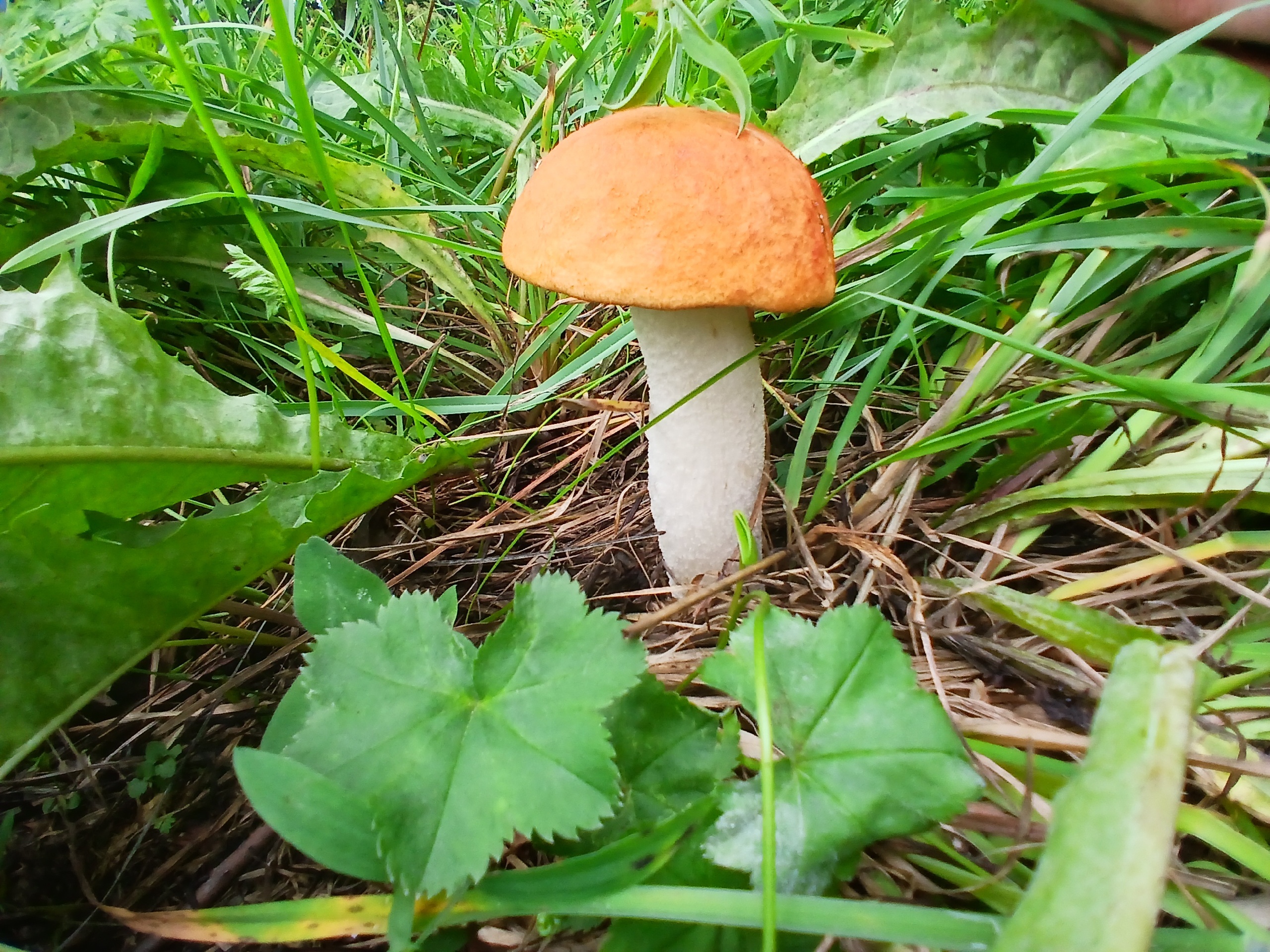 Яд в бульоне. Врач рассказала, из каких съедобных грибов не стоит варить суп