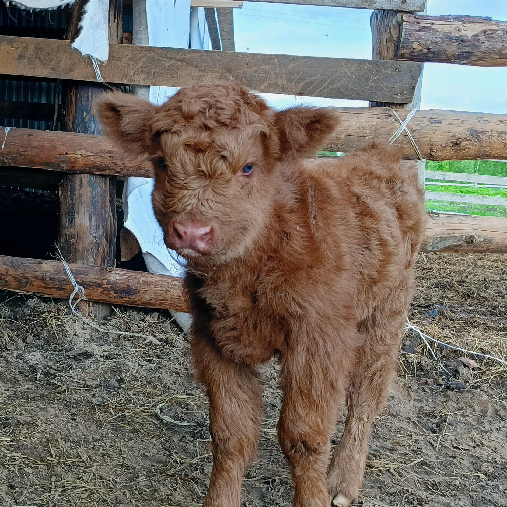 В Коми родилась корова с глазами цвета летнего неба