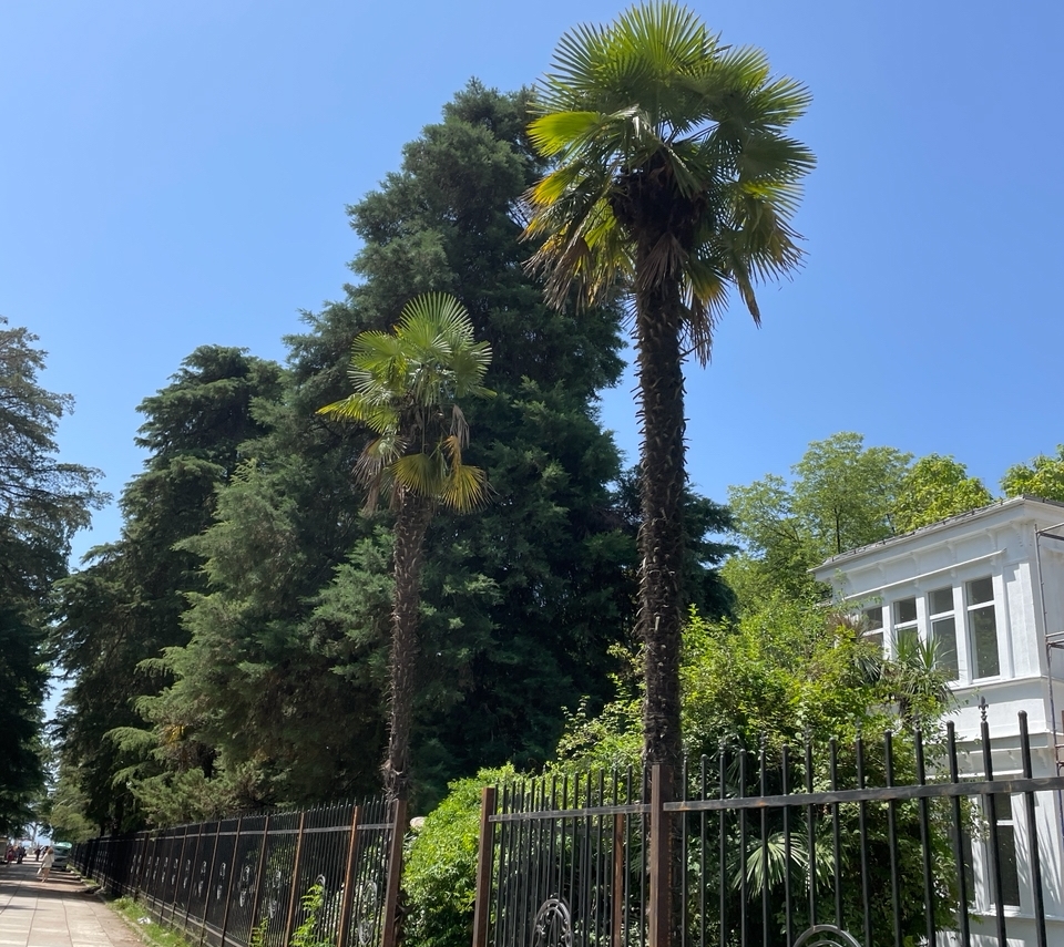 Убегали «сверкая пятками» из Абхазии. Курорт Пицунда, где со времен СССР мало что изменилось, а людям это не понравилось