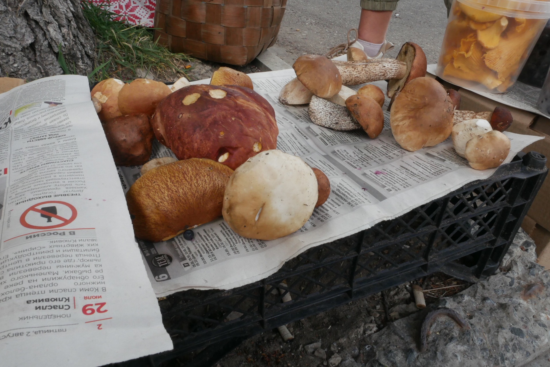 Этот гриб ели в СССР а Европе всегда считали ядовитым: от популярного соленья до "злого двойника"