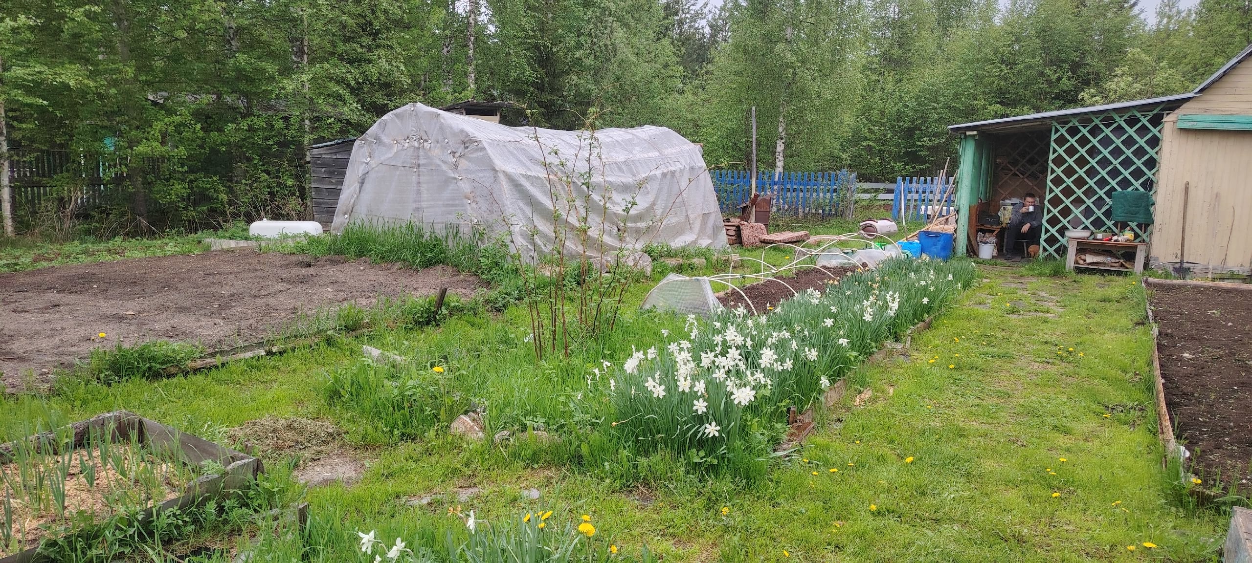 Осенью вместо горчицы сею этот супер сидерат - проволочника и фитофтору счищает вмиг: после картошки и томатов идеально