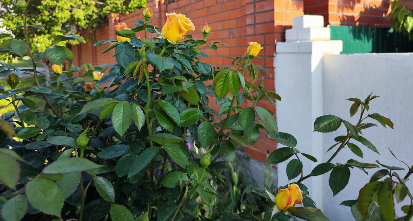 Выливаю под розы в сентябре остатки ароматного настоя с кухни — и кусты зимуют без укрытия, не вымерзая даже в суровые морозы