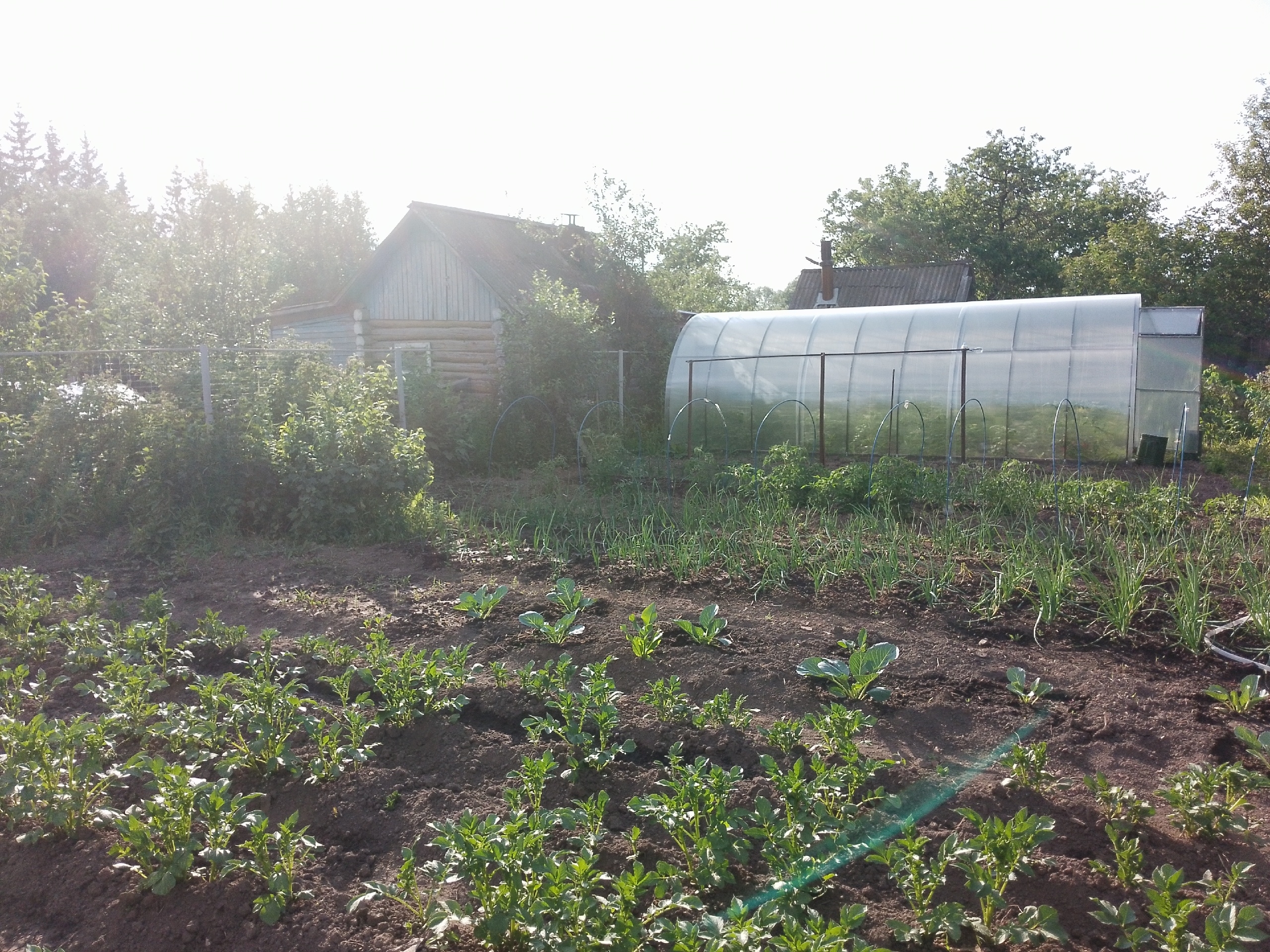 Как сеять горчицу на сидераты осенью: сроки, правила, советы и важные нюансы