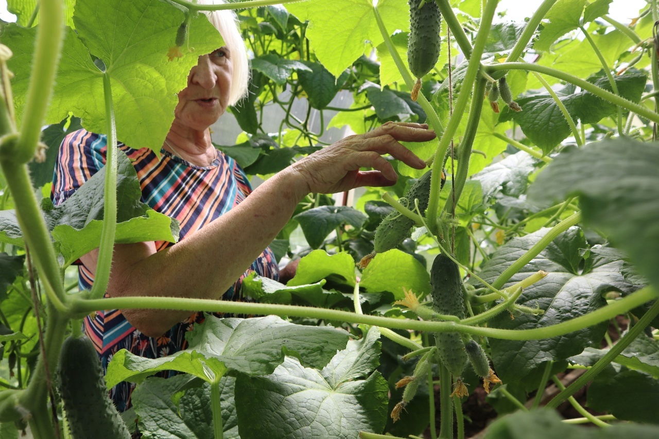 В августе-сентябре у меня нет отбоя от огурцов! Каждые 7 дней поливаю их "солевым" удобрением, стоят зелёные до октября