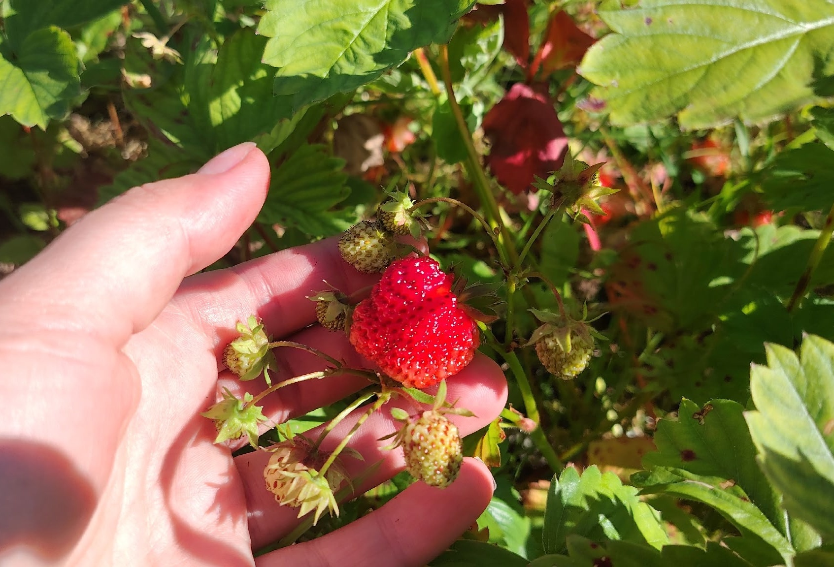 Что сделать с клубникой в сентябре, чтобы на следующий год собрать ведро с куста