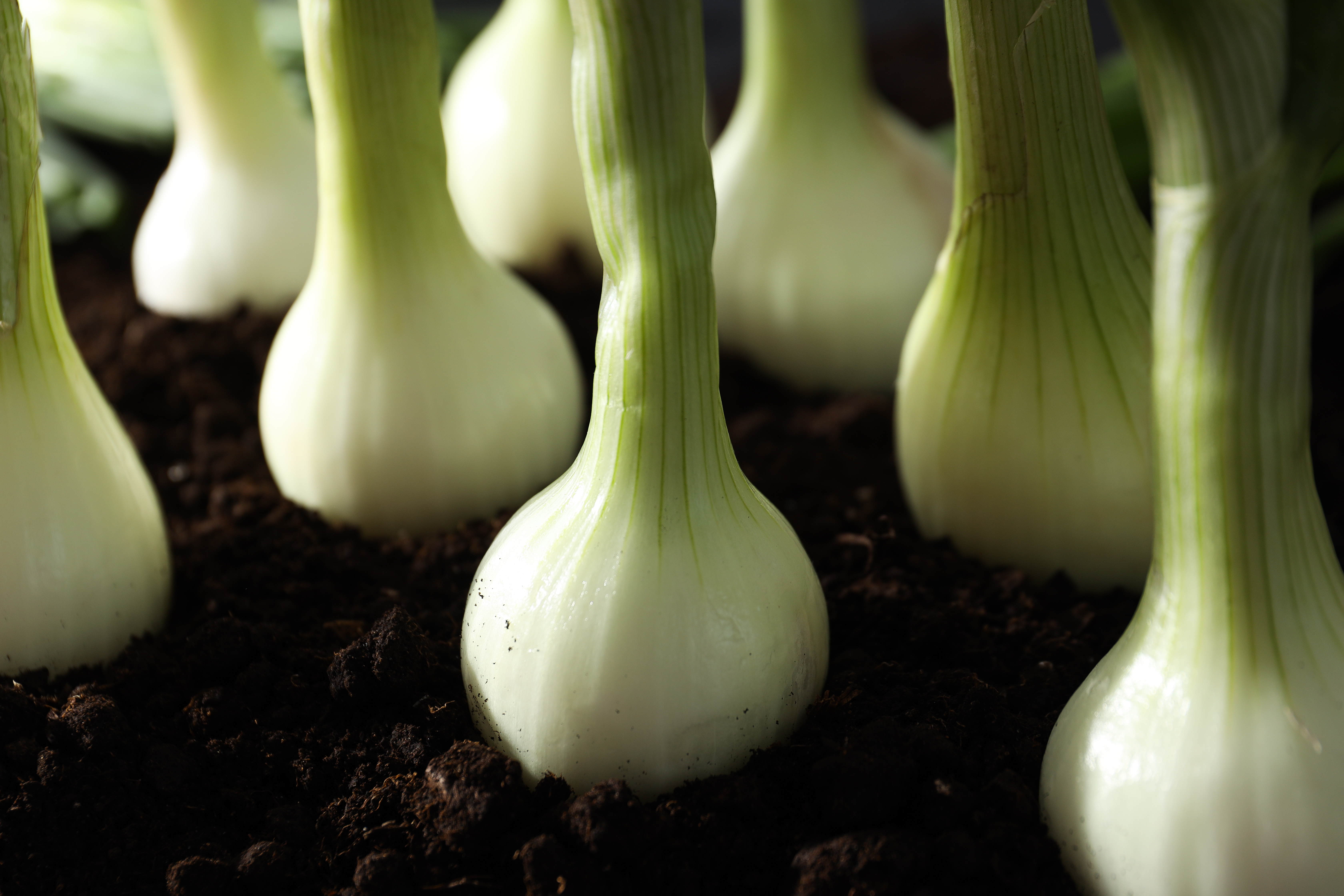 Чтобы лук на подоконнике рос быстро и листья были длинными, ровными, мощными: рассказали 3 хитрости